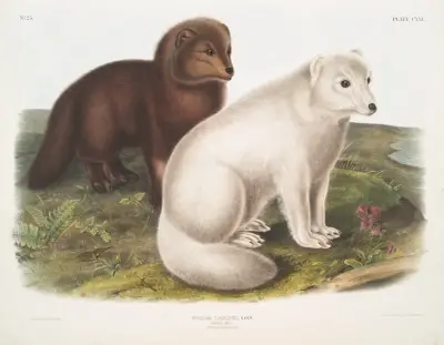 Fjällräv, vinter- och sommarpäls av John Woodhouse Audubon