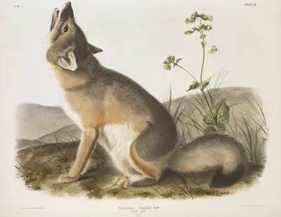 Vulpes velox, Swift Fox. Natural size. Male. av John Woodhouse Audubon