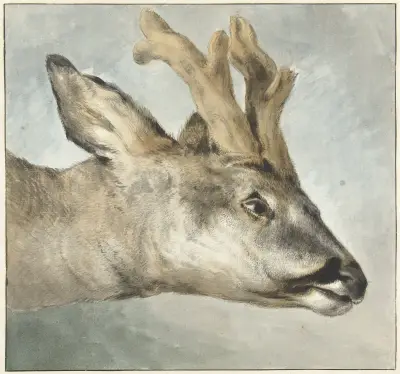 Head of a Roebuck av Wybrand Hendriks