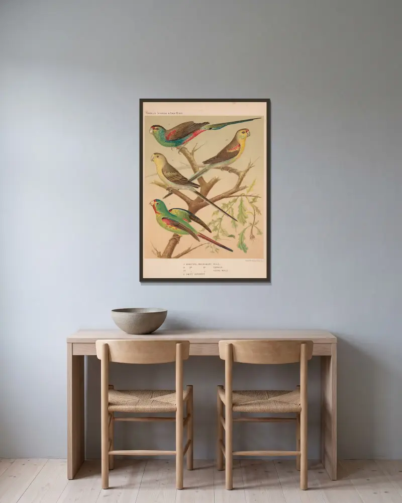 Schöne Sittiche, Swift Lorikeet von W. A . Blakston gerahmt an einer Wand