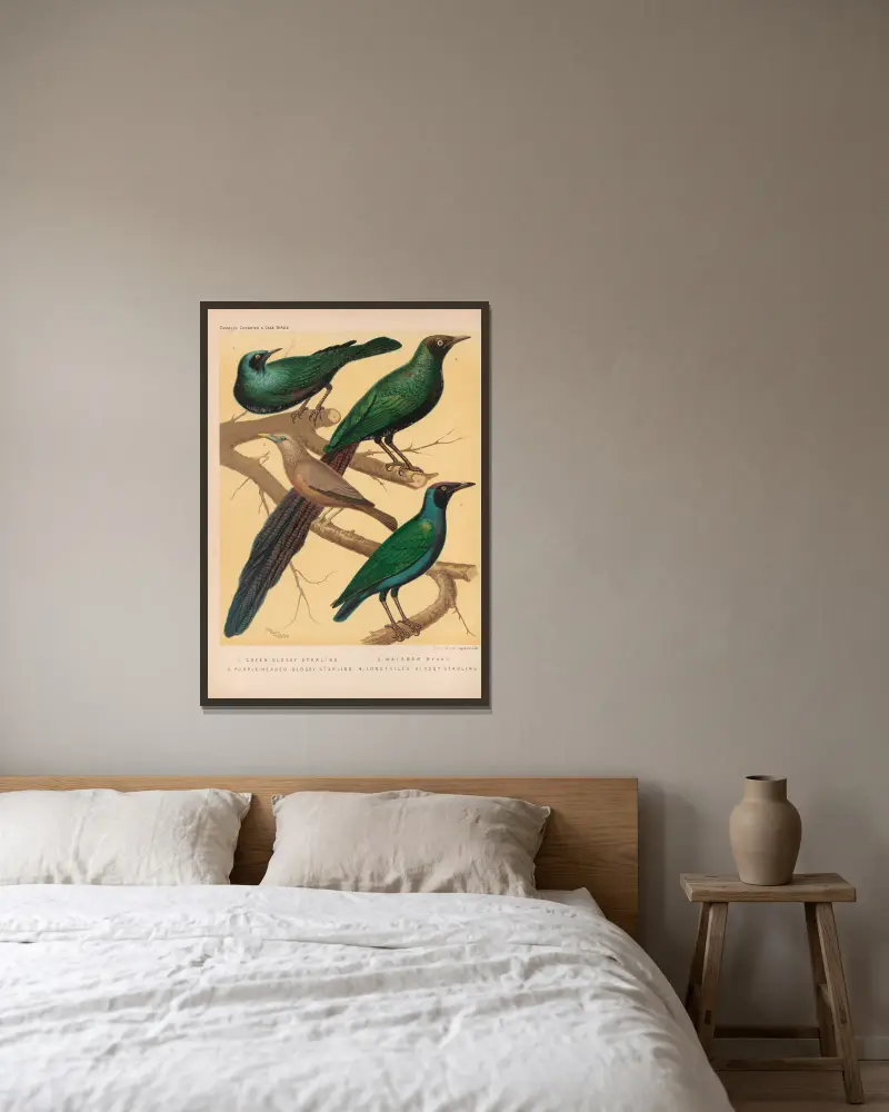 Glossy Starlings, Malabar Mynah av W. A . Blakston inramad på en vägg