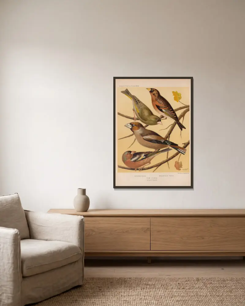 Greenfinch, Mountain Finch, Hawfinch, Chaffinch av W. A . Blakston inramad på en vägg