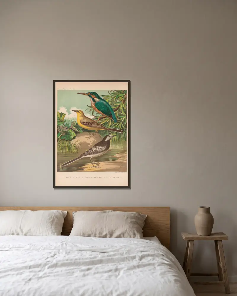 Eisvogel, Bachstelzen von W. A . Blakston gerahmt an einer Wand