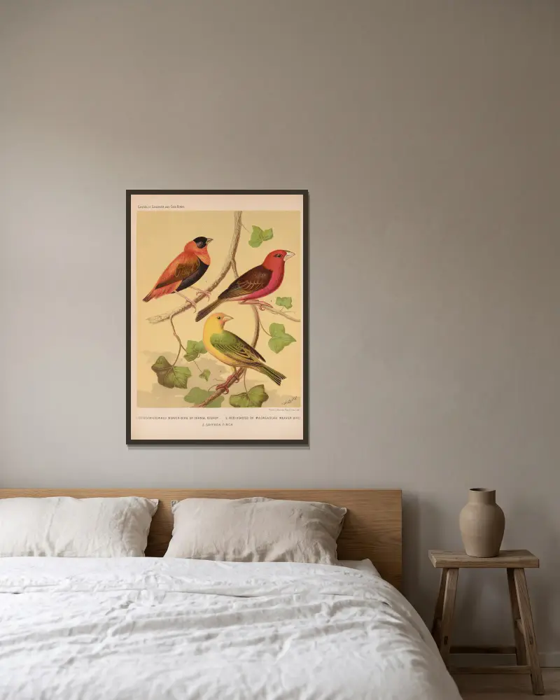 Orange Bishop and Madagascar, Saffron Finch av W. A . Blakston inramad på en vägg