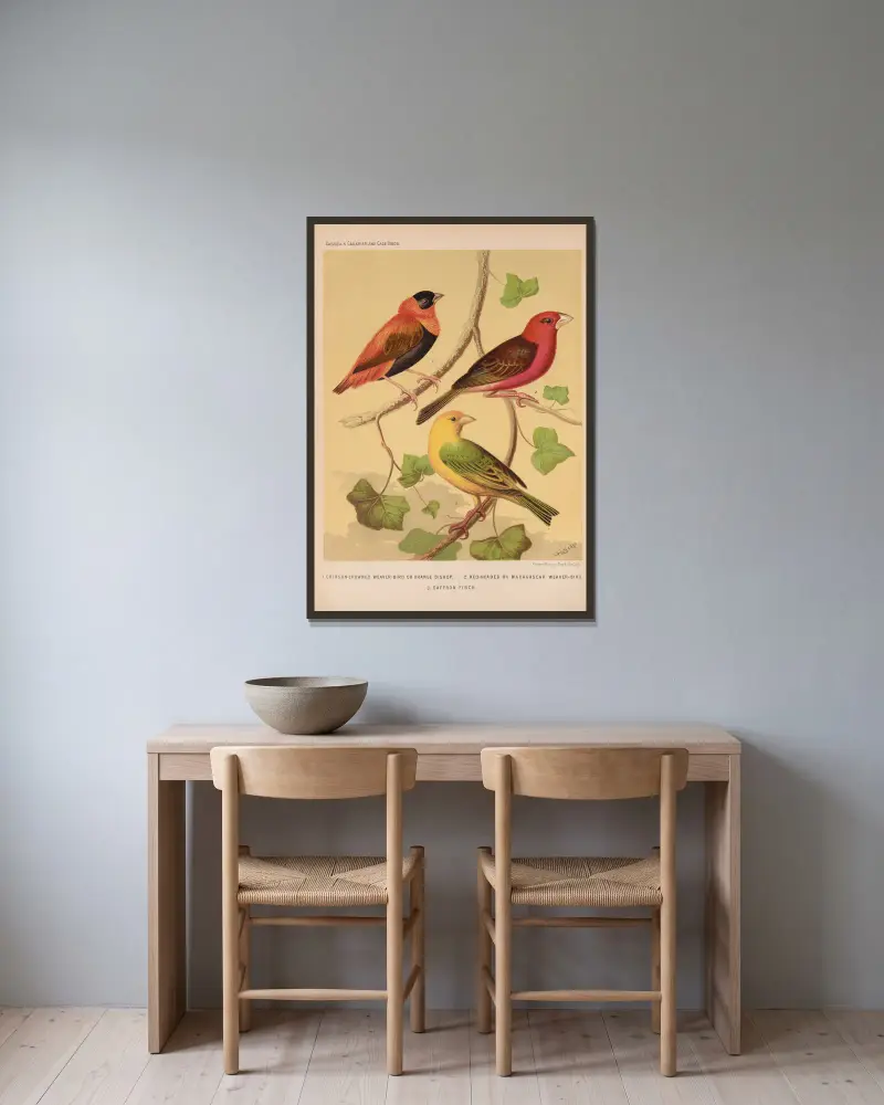 Orange Bishop and Madagascar, Saffron Finch av W. A . Blakston inramad på en vägg