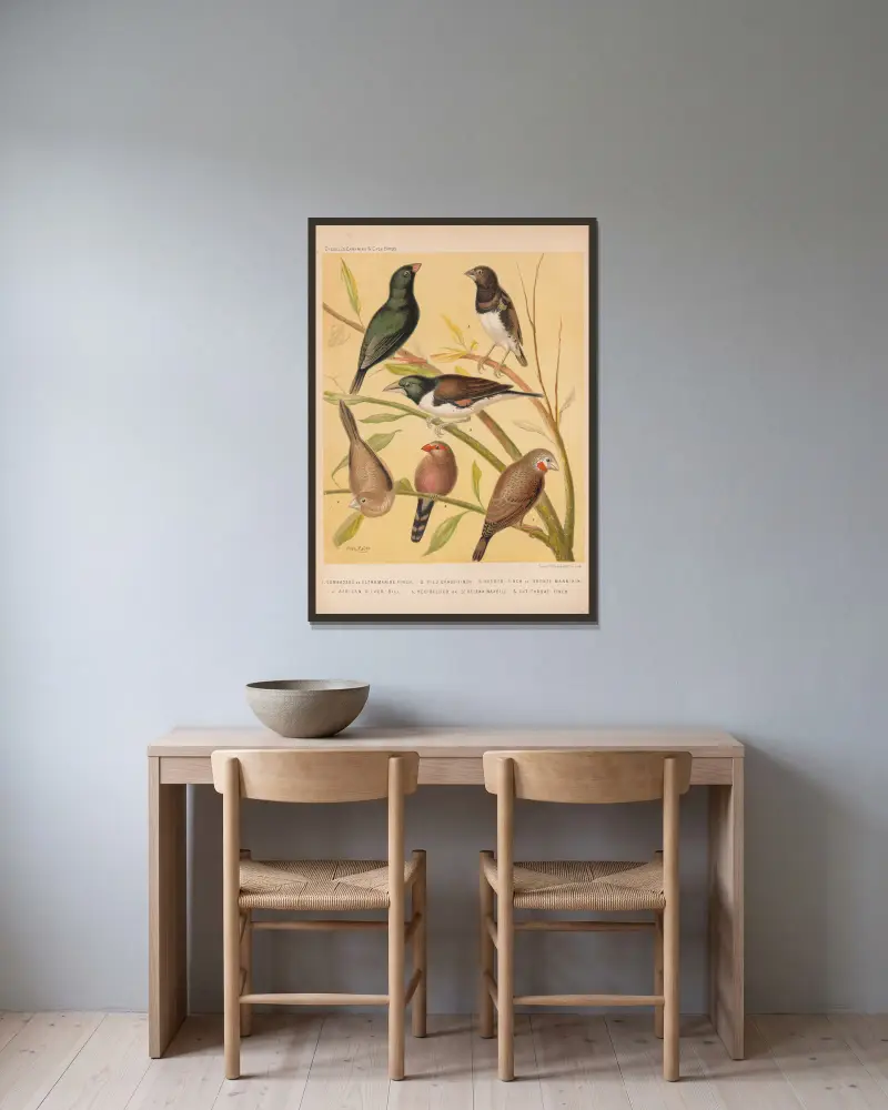Ultramarine Finch, Pied Grass Finch, Bronze Manakin, Silver-bill, St. Helena Waxbill, Cut-throat av W. A . Blakston inramad på en vägg