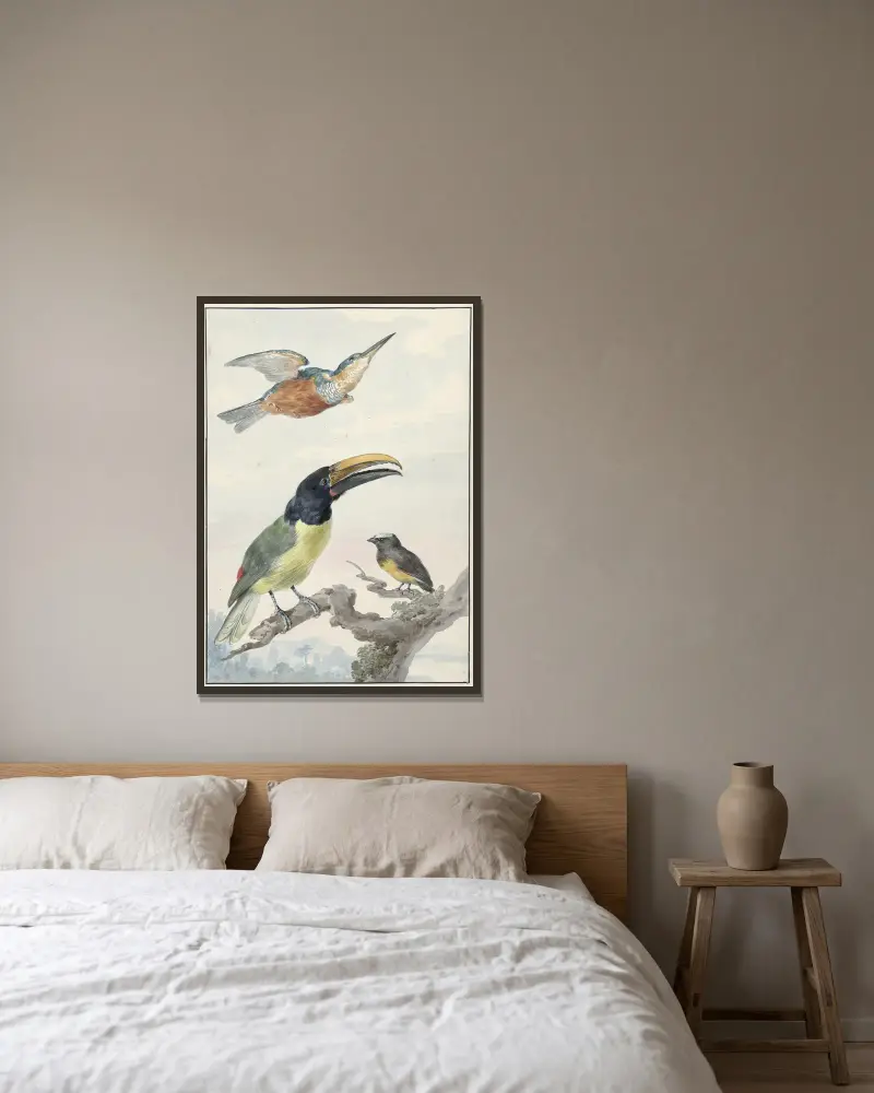 Drie vogels; een IJsvogel, een Prins von Wied’s Toekan en een Organist av Aert Schouman inramad på en vägg