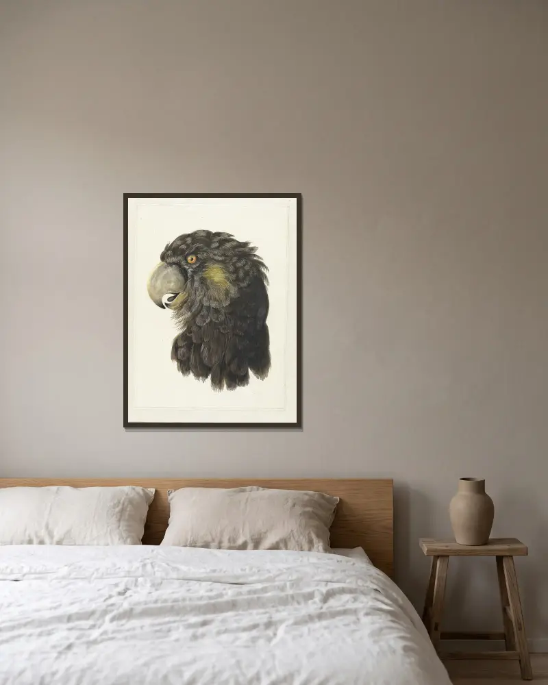 Head of a Cockatoo av Aert Schouman inramad på en vägg