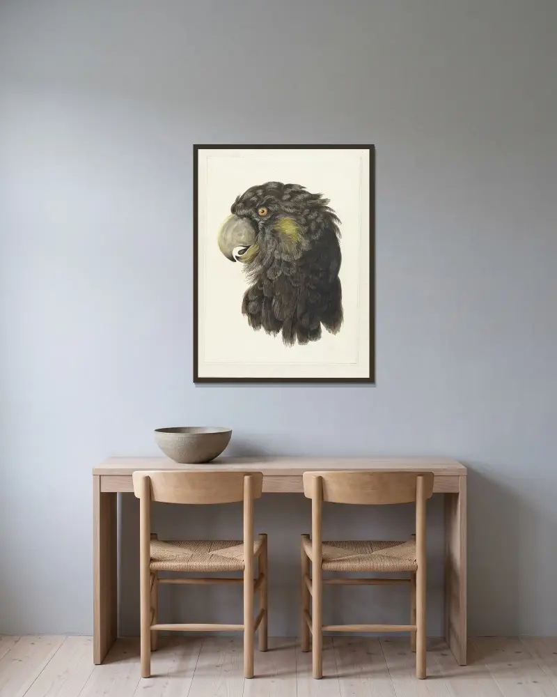 Head of a Cockatoo av Aert Schouman inramad på en vägg