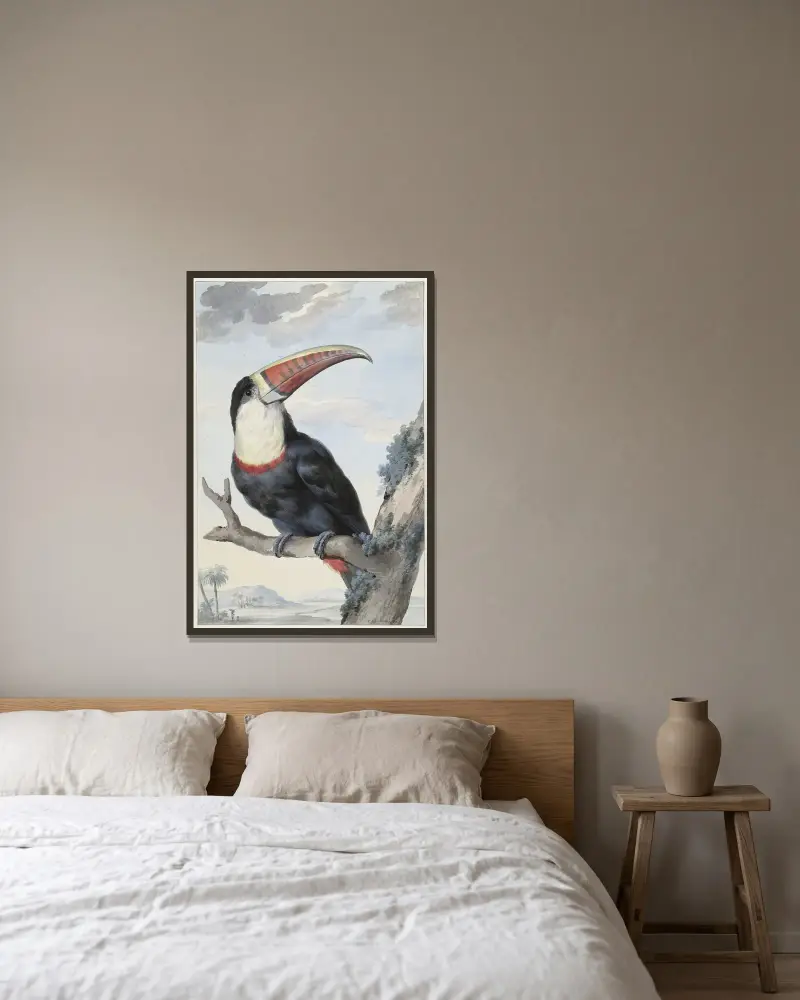 Rotschnabeltukan von Aert Schouman gerahmt an einer Wand