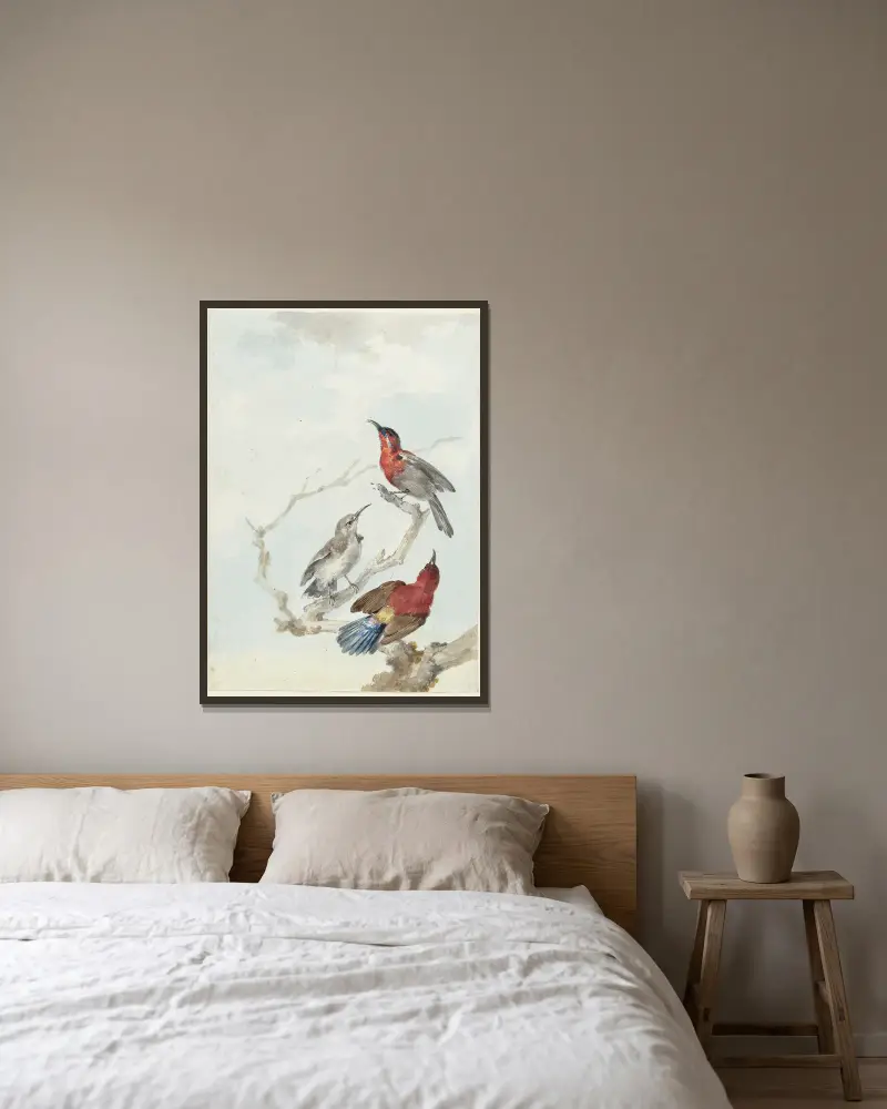 Three Crimson Sunbirds av Aert Schouman inramad på en vägg