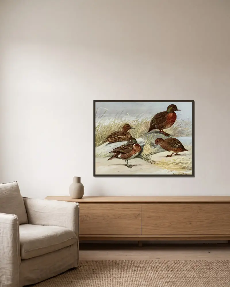 Brown Duck, Auckland Island Duck av Louis Agassiz Fuertes inramad på en vägg