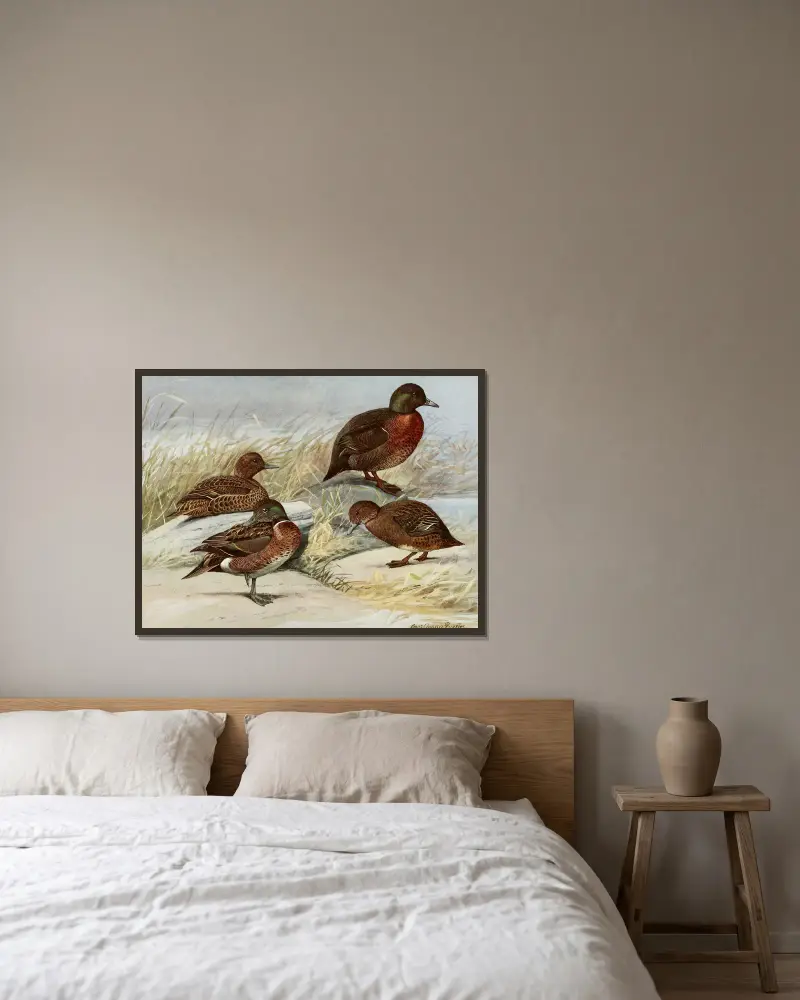 Brown Duck, Auckland Island Duck av Louis Agassiz Fuertes inramad på en vägg