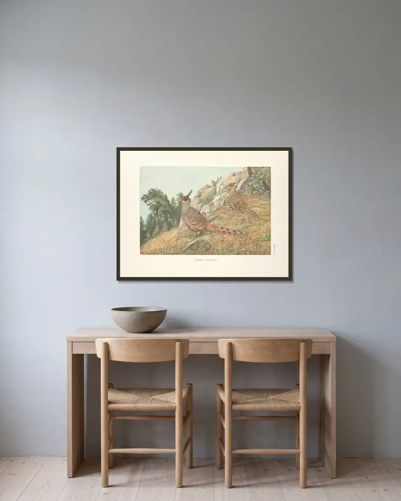 Cheer-Fasan (Catreus wallichii). von Louis Agassiz Fuertes gerahmt an einer Wand