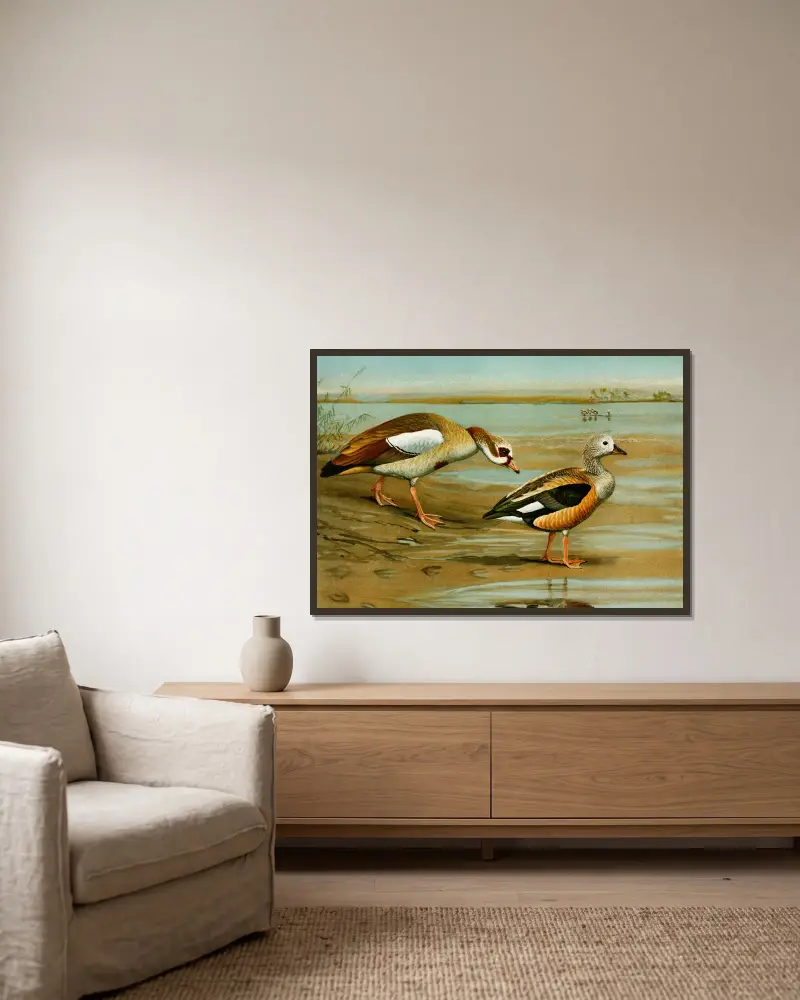 Egyptian Goose, Orinoco Goose av Louis Agassiz Fuertes inramad på en vägg