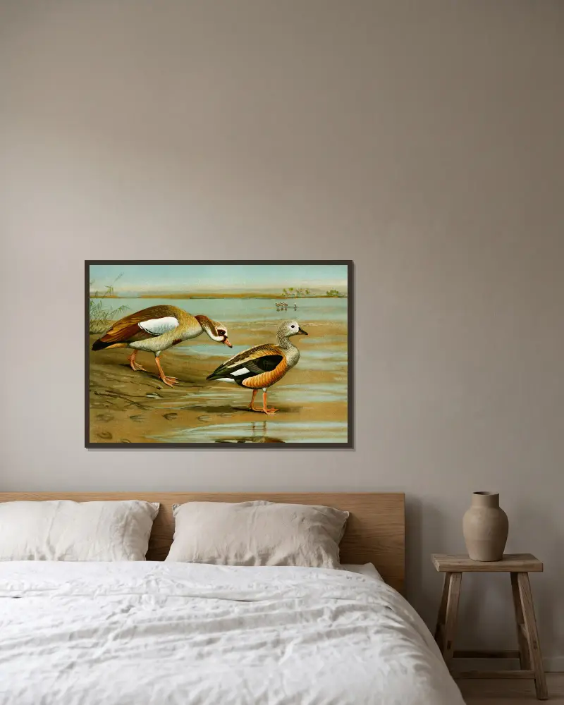 Egyptian Goose, Orinoco Goose av Louis Agassiz Fuertes inramad på en vägg