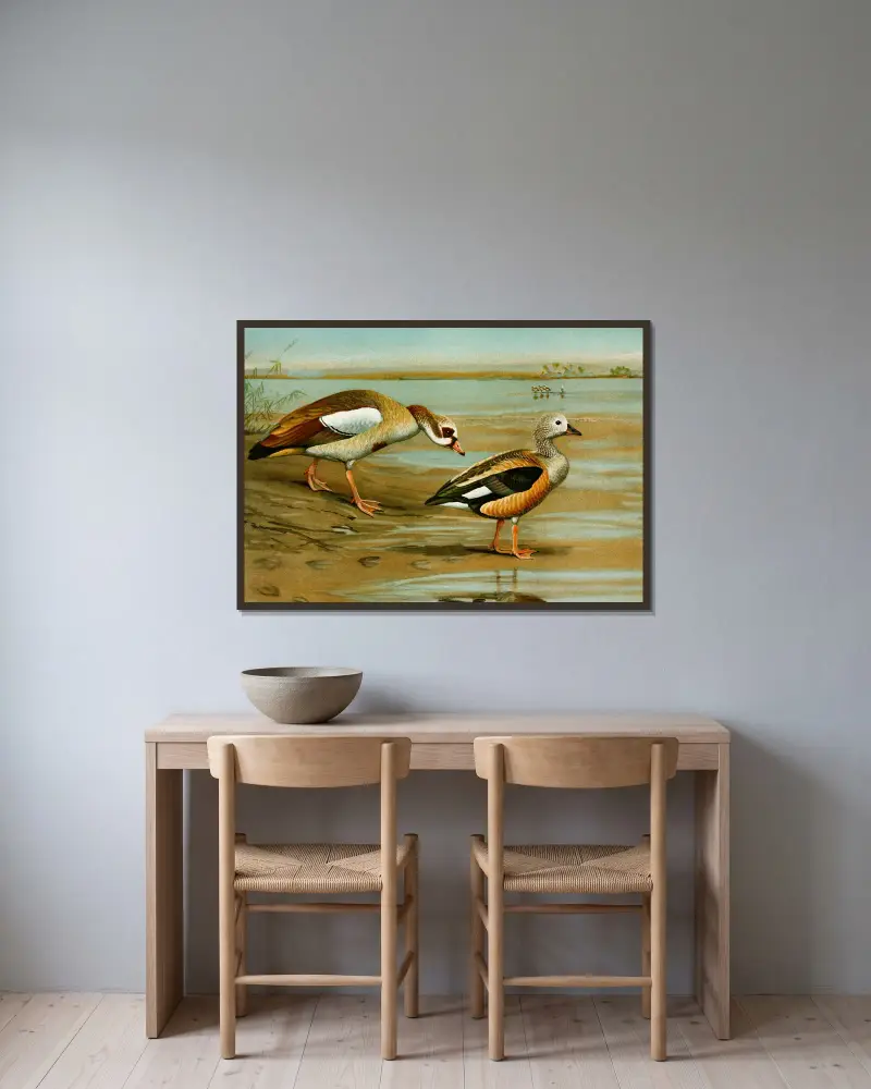 Egyptian Goose, Orinoco Goose av Louis Agassiz Fuertes inramad på en vägg