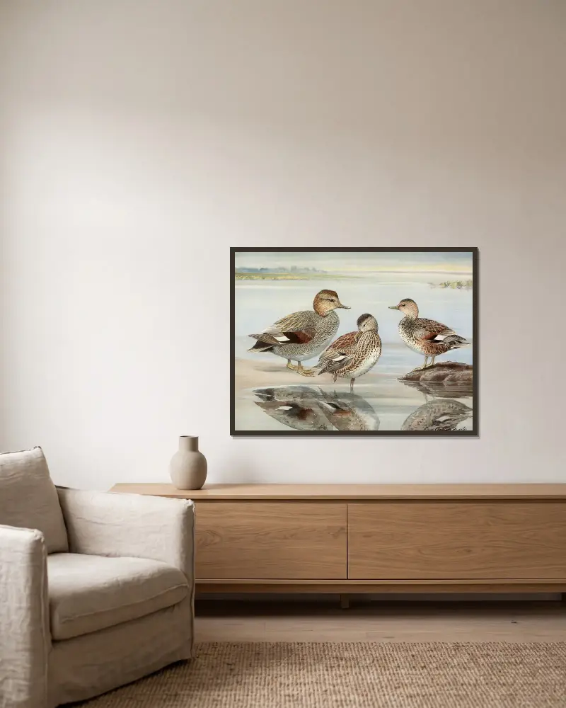 Gadwall, Coues’s Gadwall av Louis Agassiz Fuertes inramad på en vägg