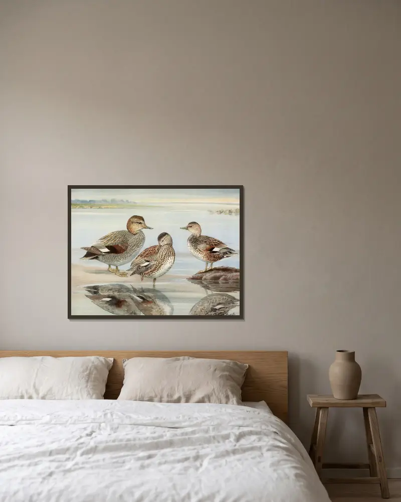 Gadwall, Coues’s Gadwall av Louis Agassiz Fuertes inramad på en vägg