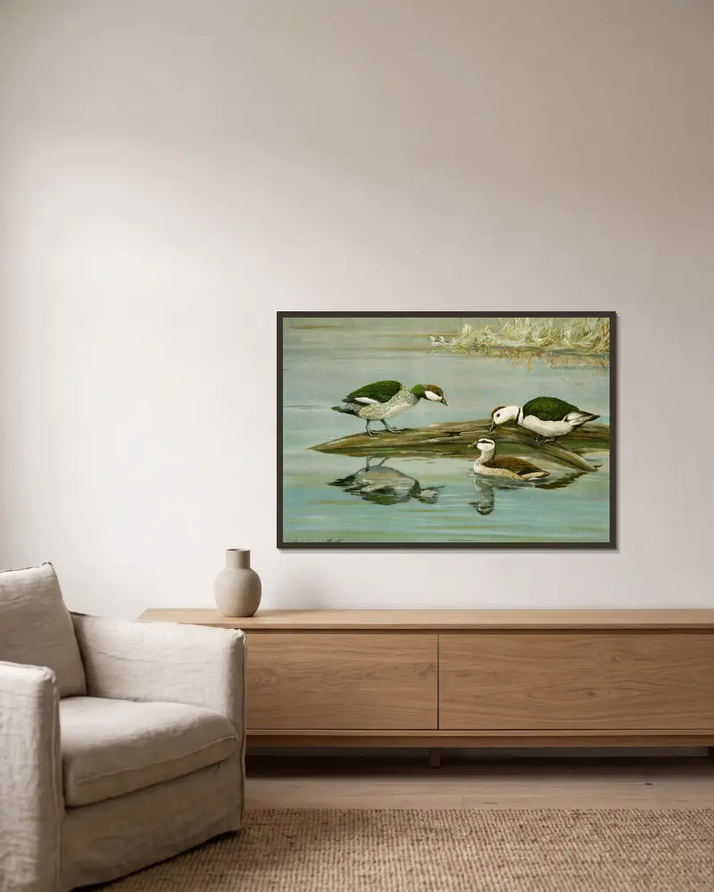 Green Pygmy Goose, Indian Pygmy Goose av Louis Agassiz Fuertes inramad på en vägg