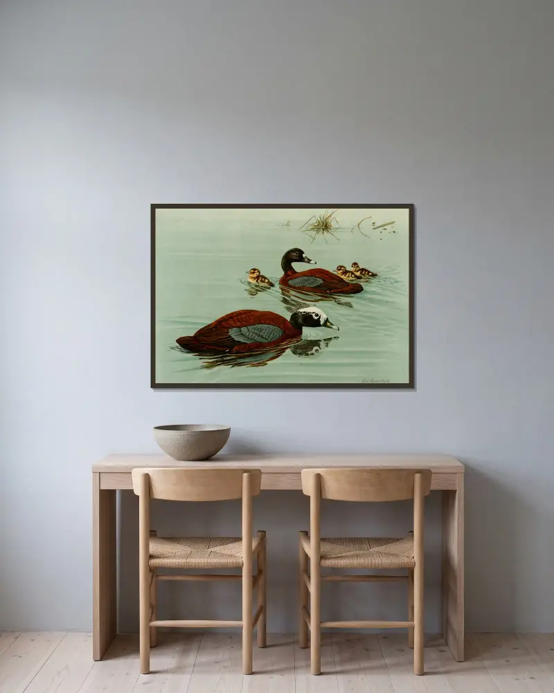 Hartlaub’s Teal av Louis Agassiz Fuertes inramad på en vägg