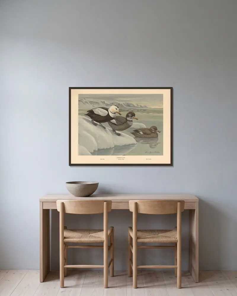 Labradorente von Louis Agassiz Fuertes gerahmt an einer Wand