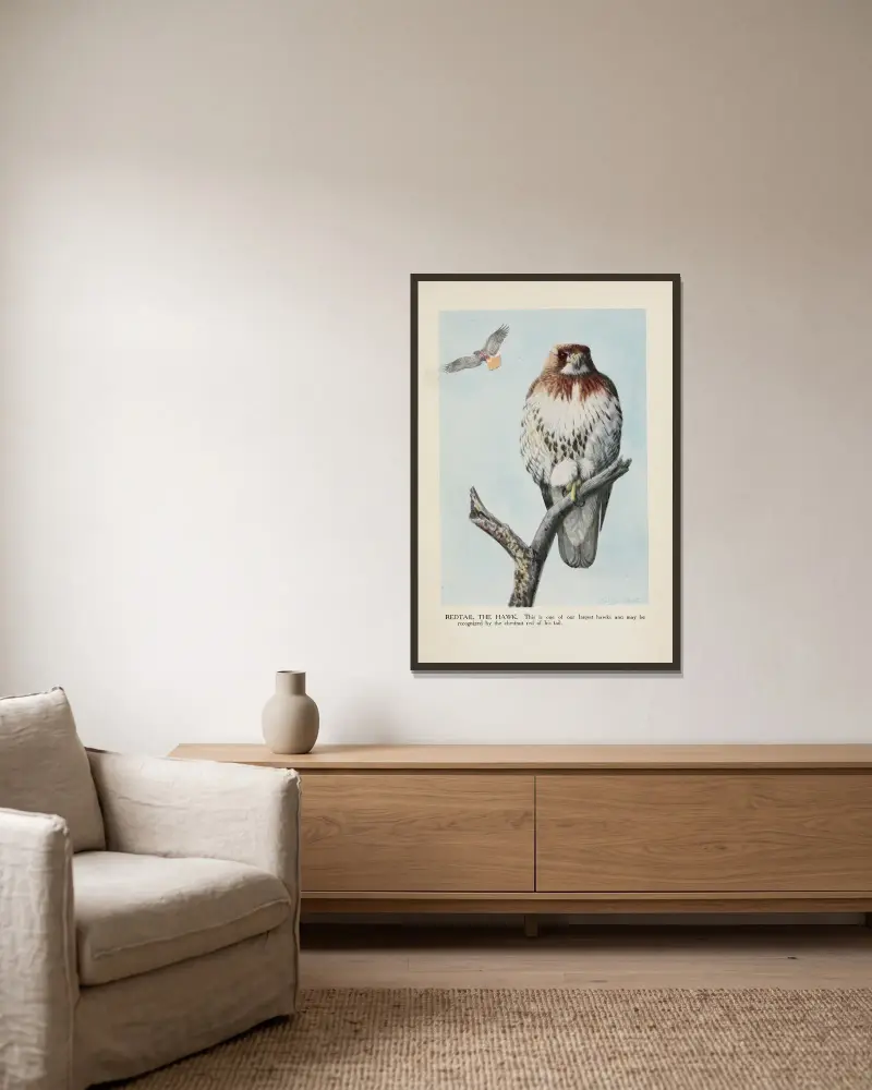 Rotschwanzbussard von Louis Agassiz Fuertes gerahmt an einer Wand