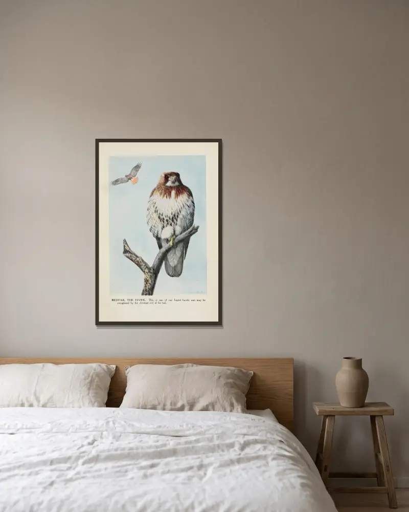 Rotschwanzbussard von Louis Agassiz Fuertes gerahmt an einer Wand