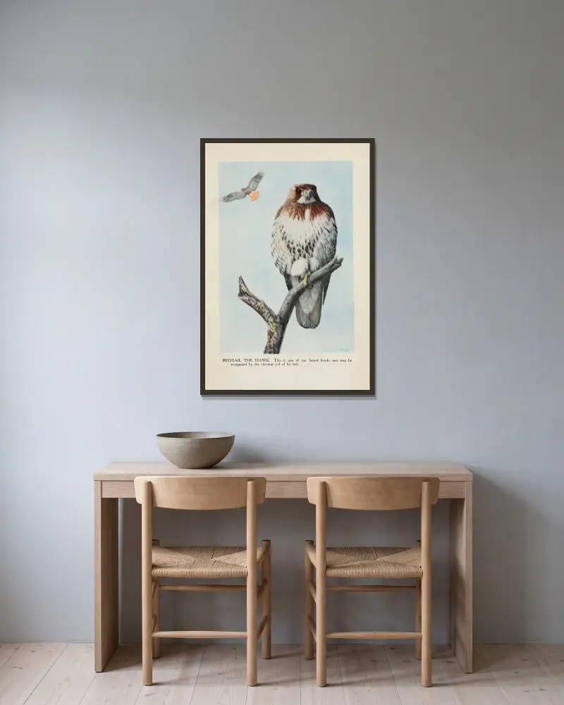 Rotschwanzbussard von Louis Agassiz Fuertes gerahmt an einer Wand