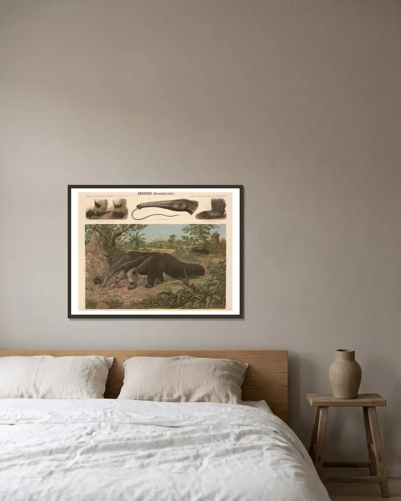 Ameisenbär (Myrmecophaga jubata) von Albert Kull gerahmt an einer Wand