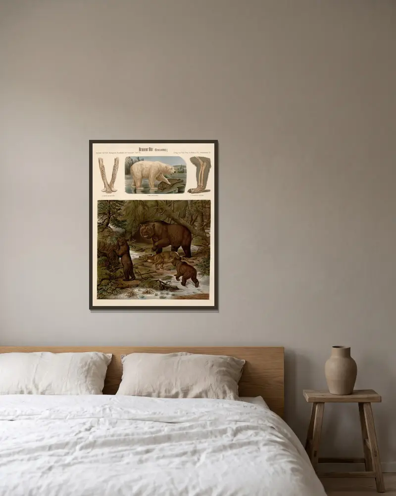 Niedźwiedź brunatny (Ursus arctos), Albert Kull w ramie na ścianie