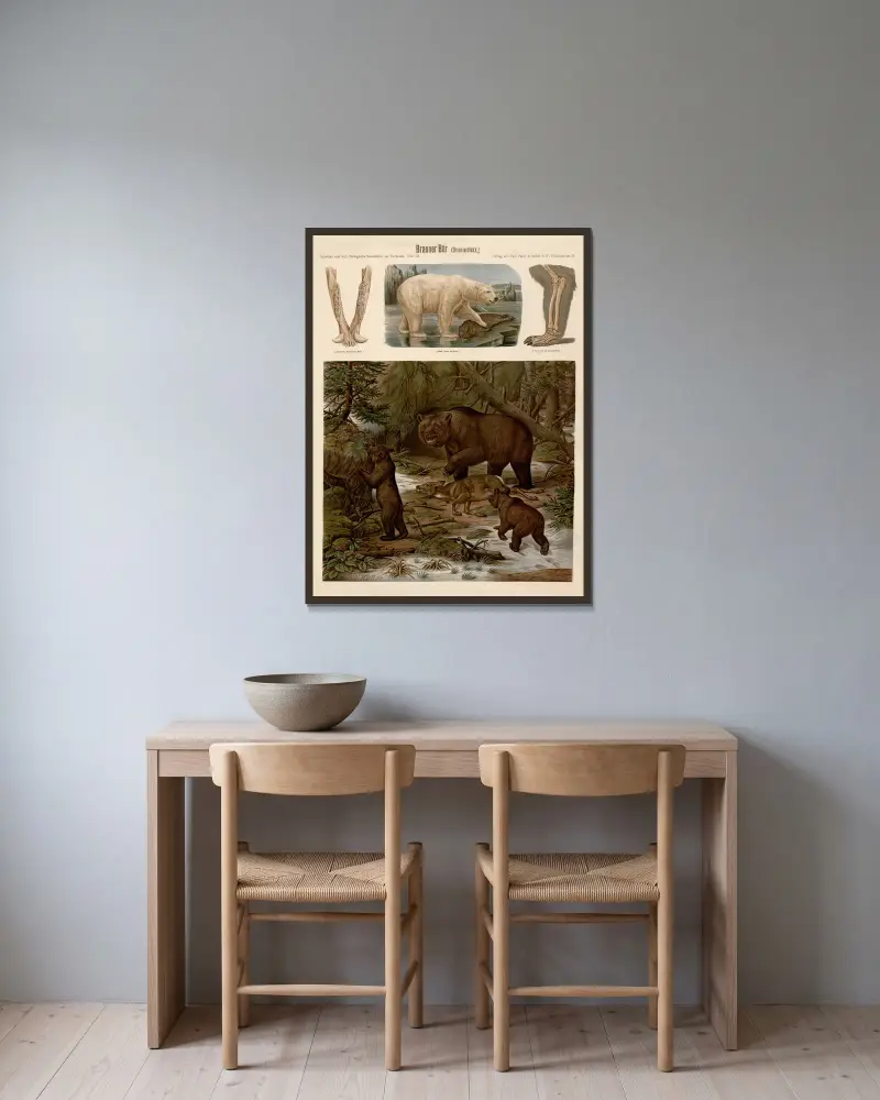 Niedźwiedź brunatny (Ursus arctos), Albert Kull w ramie na ścianie