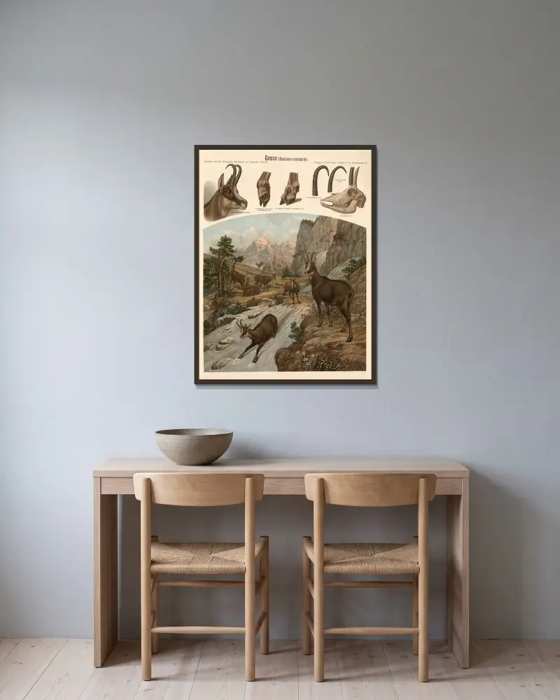 Kamzík (Rupicapra rupicapra), Albert Kull v rámu na stěně
