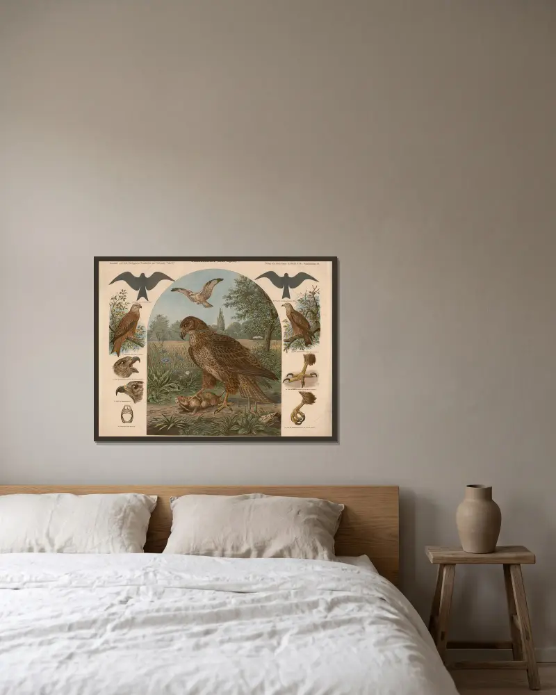 Káně lesní (Buteo vulgaris), Albert Kull v rámu na stěně