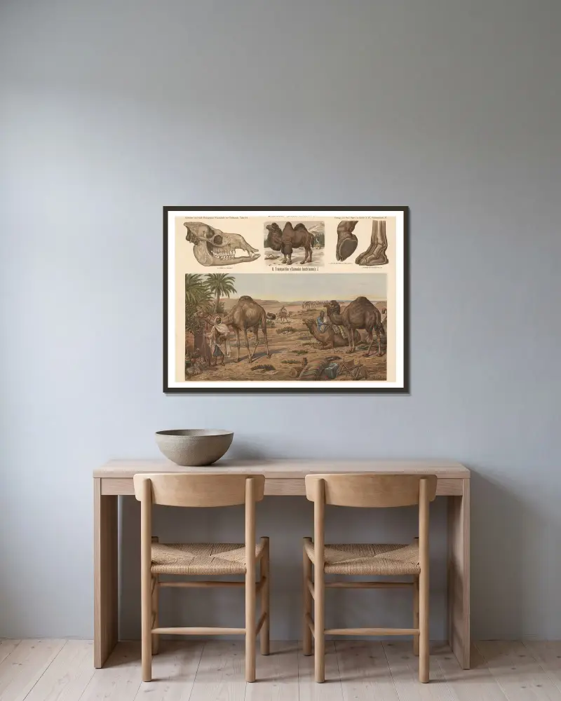 Dromedar (Camelus dromedarius) von Albert Kull gerahmt an einer Wand