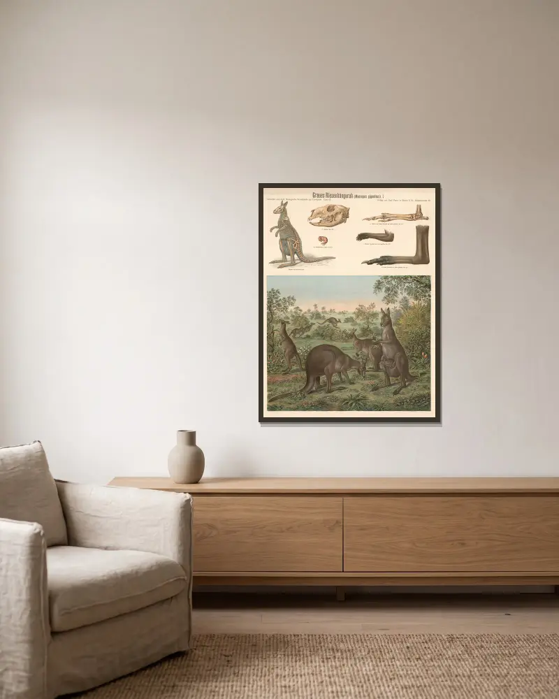 Östliches Graues Riesenkänguru (Macropus giganteus) von Albert Kull gerahmt an einer Wand