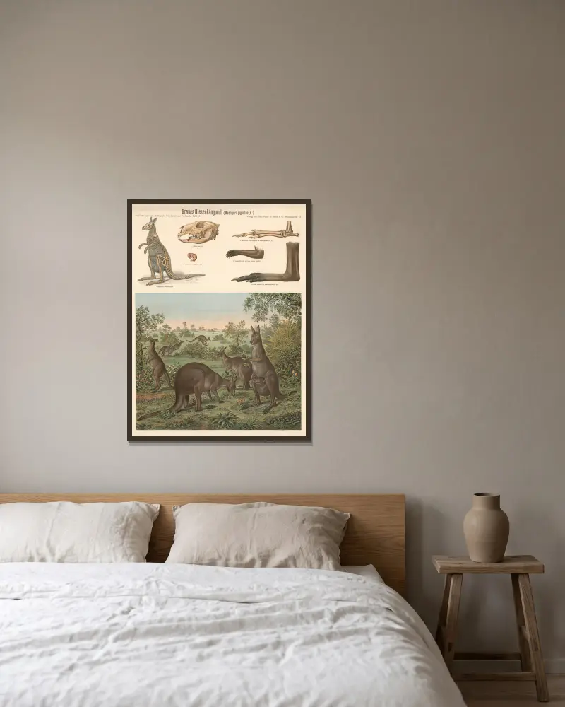 Östliches Graues Riesenkänguru (Macropus giganteus) von Albert Kull gerahmt an einer Wand