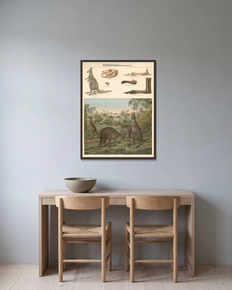 Östliches Graues Riesenkänguru (Macropus giganteus) von Albert Kull gerahmt an einer Wand