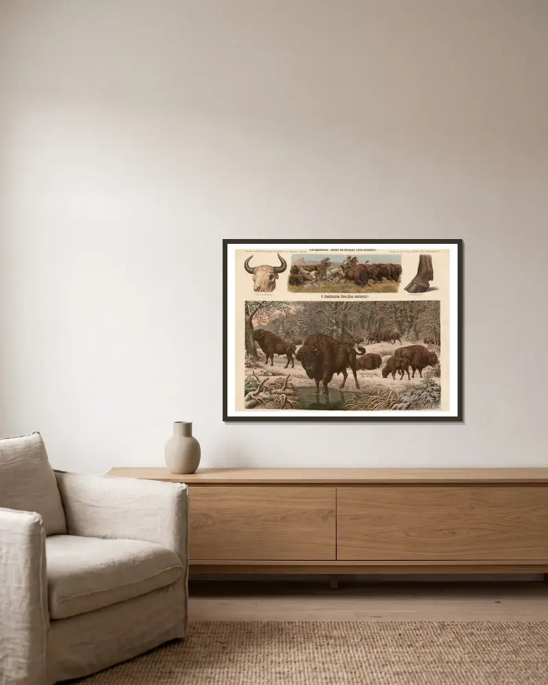 Evropský bizon (Bison europaeus), Albert Kull v rámu na stěně