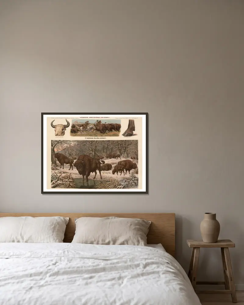 Evropský bizon (Bison europaeus), Albert Kull v rámu na stěně