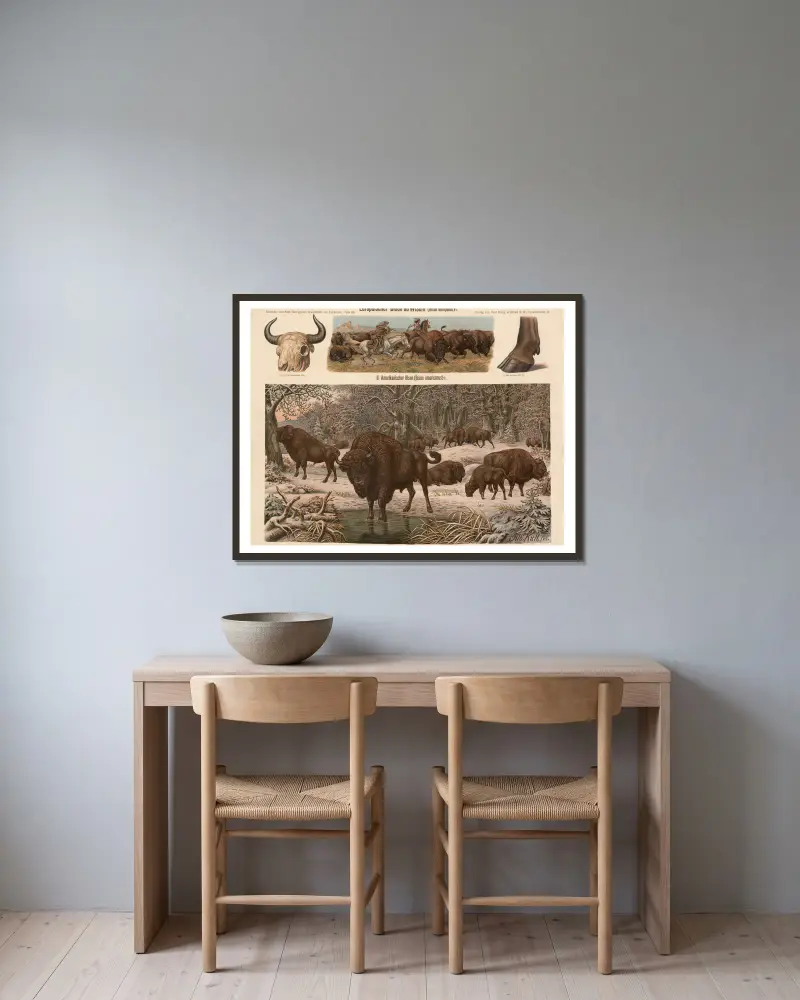 Evropský bizon (Bison europaeus), Albert Kull v rámu na stěně