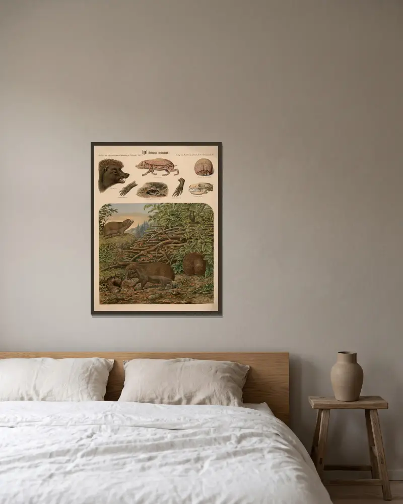 Europäischer Igel (Erinaceus europaeus) von Albert Kull gerahmt an einer Wand