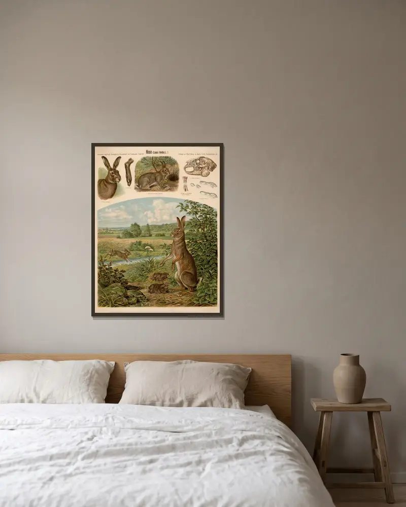 Hase (Lepus timidus) von Albert Kull gerahmt an einer Wand
