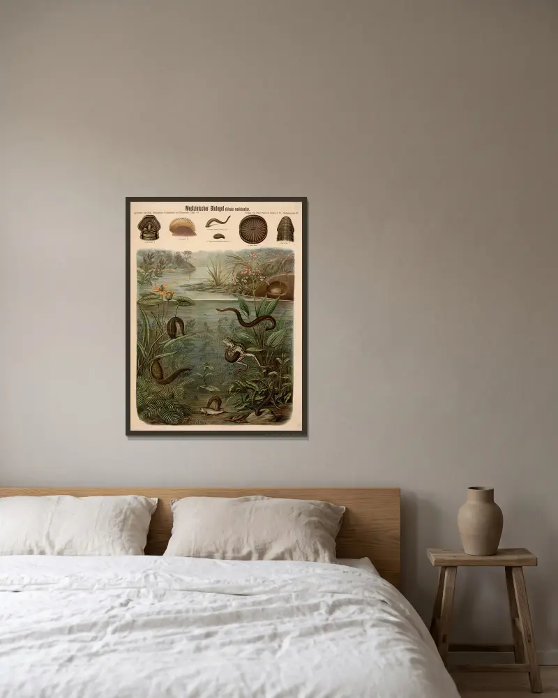 Blutegel (Hirudo medicinalis) von Albert Kull gerahmt an einer Wand