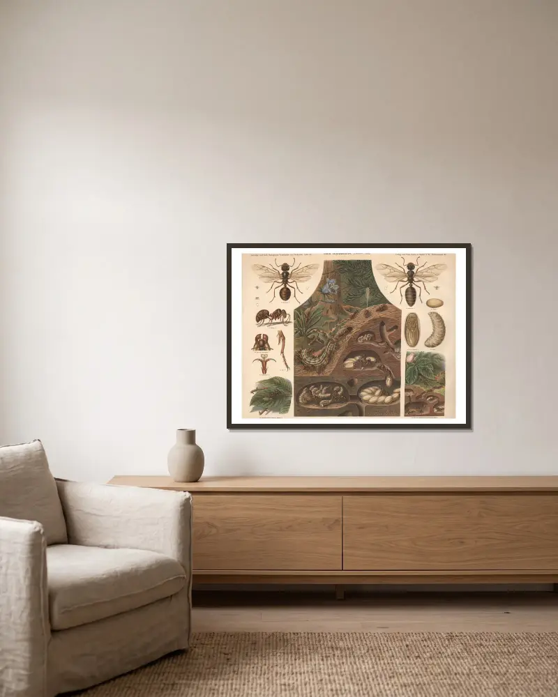Rote Waldameise (Formica rufa) von Albert Kull gerahmt an einer Wand