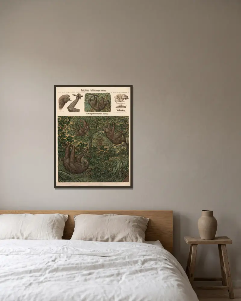 Dreizehenfaultier (Bradypus tridactylus) von Albert Kull gerahmt an einer Wand