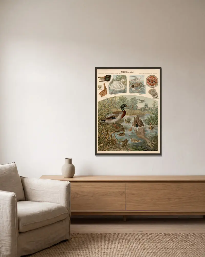 Wildente (Anas boschas) von Albert Kull gerahmt an einer Wand