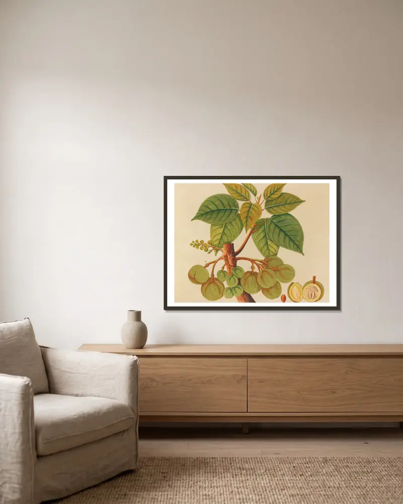 Album of watercolors of Asian fruits and flowers Pl.39 inramad på en vägg