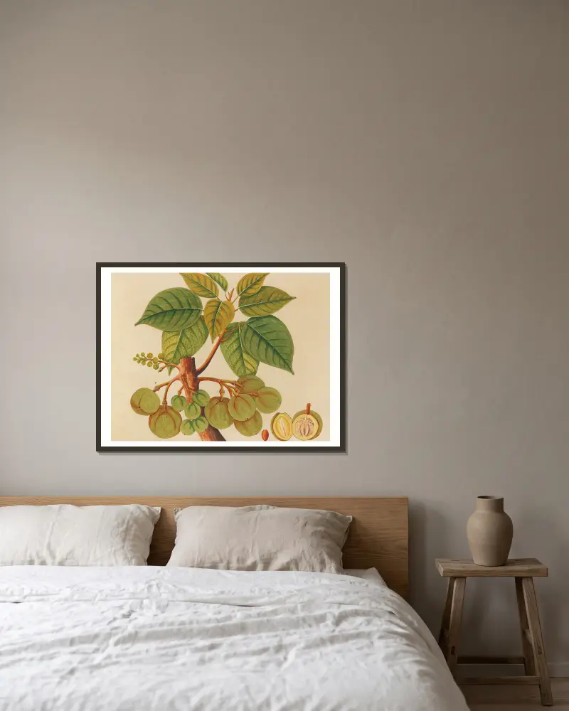 Album of watercolors of Asian fruits and flowers Pl.39 inramad på en vägg