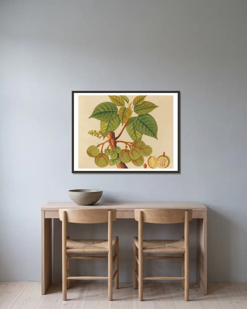 Album of watercolors of Asian fruits and flowers Pl.39 inramad på en vägg